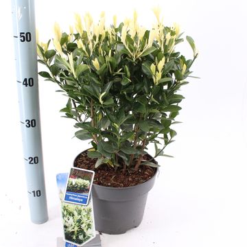 Euonymus japonicus HIMALAYA