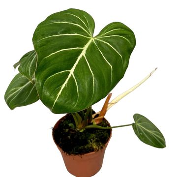 Philodendron gloriosum Philodendron gloriosum