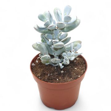 Cotyledon orbiculata 'Higginsiae'