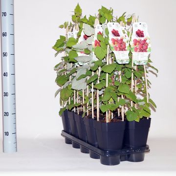 Rubus phoenicolasius