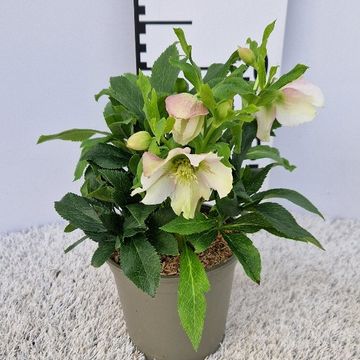 Helleborus x hybridus VIV CELESTINA