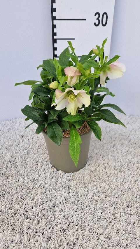 Helleborus x hybridus VIV CELESTINA