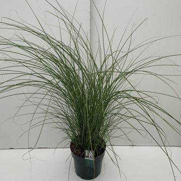 Miscanthus sinensis 'Грациллимус'