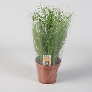 Cyperus alternifolius 'Zumula'