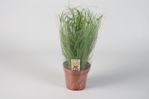 Cyperus alternifolius 'Zumula'