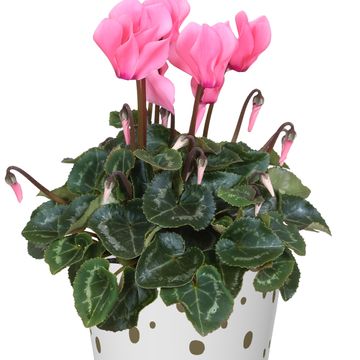 Cyclamen persicum SUPER SERIE S ALLURE MIX