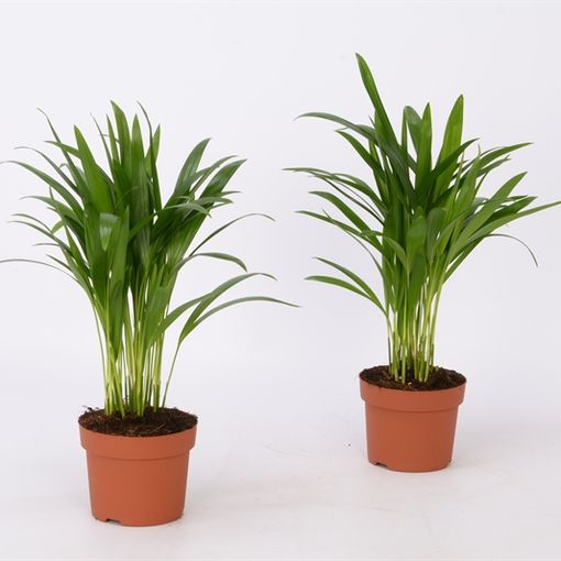 Dypsis lutescens (Bunnik Plants)