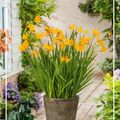 Crocosmia 'George Davison'