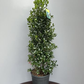 Ilex x meserveae HECKENFEE