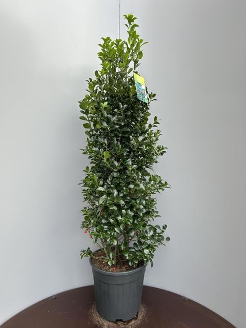 Ilex x meserveae HECKENFEE