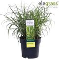 Miscanthus sinensis 'Strictus Dwarf'