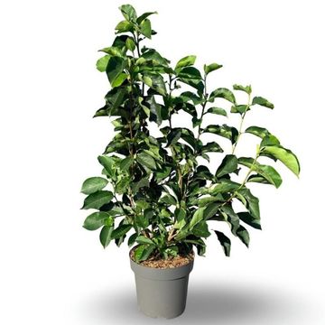 Magnolia x soulangeana 'Alba Superba'