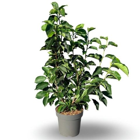 Magnolia x soulangeana 'Alba Superba'