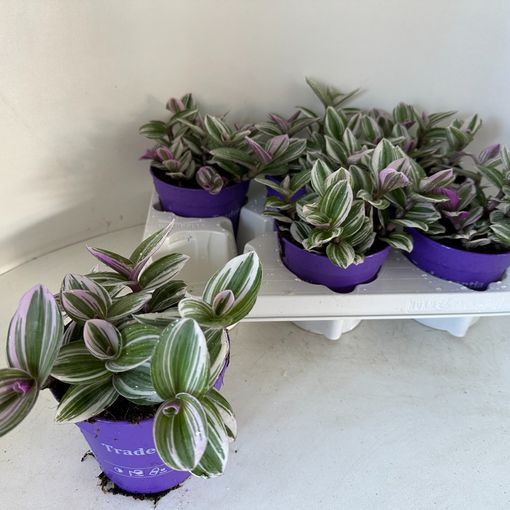 Tradescantia albiflora WHITE