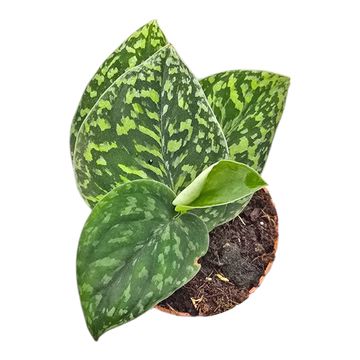 Scindapsus 'Snake Scale'