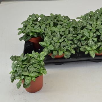 Fittonia MOSAIC SPRINGTIME