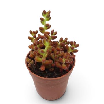 Sedum x rubrotinctum 'Jelly Beans'