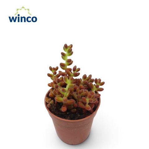 Sedum x rubrotinctum 'Jelly Beans'