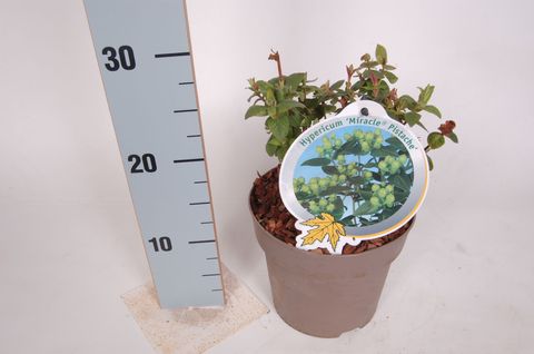 Hypericum MIRACLE PISTACHE