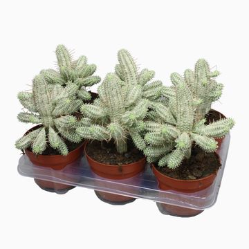 Euphorbia mammillaris variegata