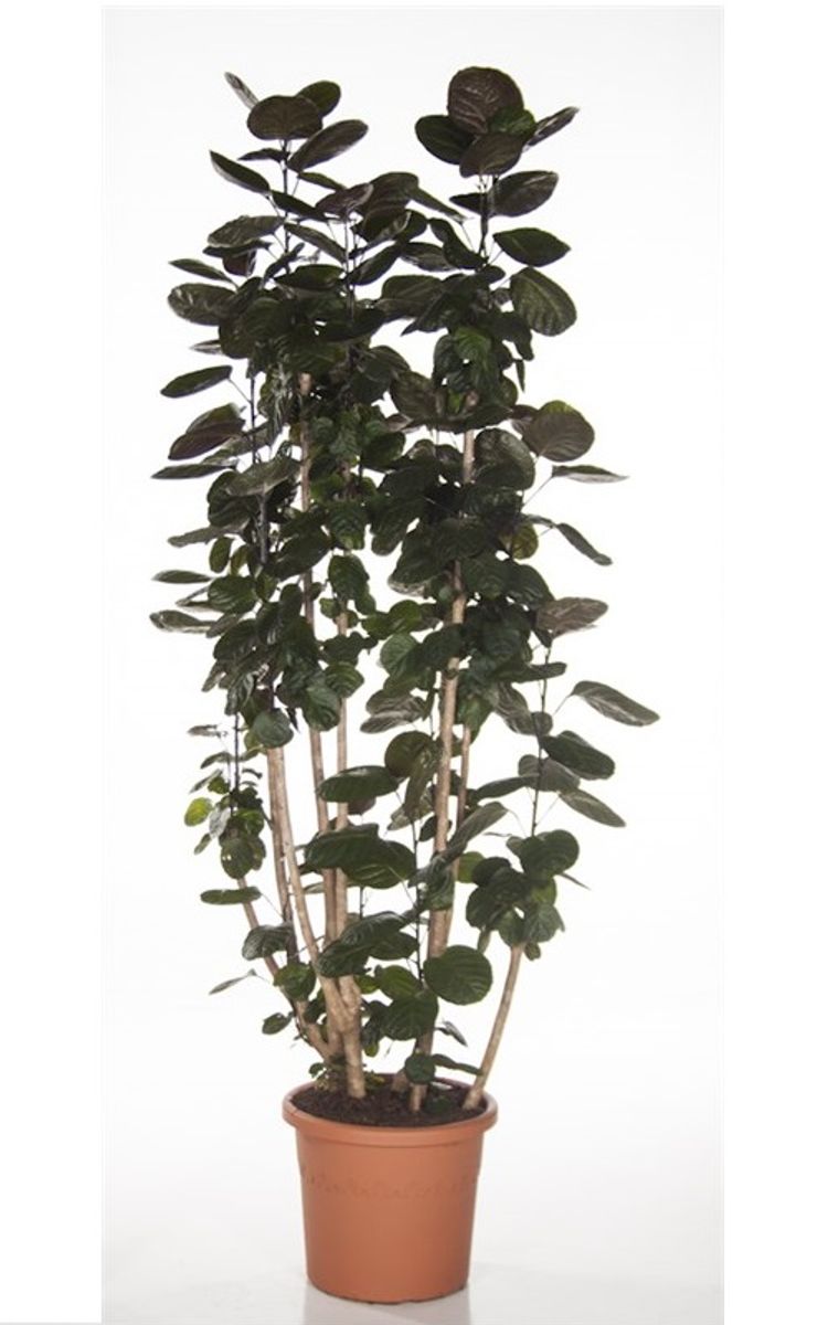 Polyscias 'Fabian' — Pflanzengroßhandel FlorAccess