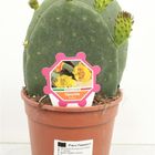 Opuntia ficus-indica