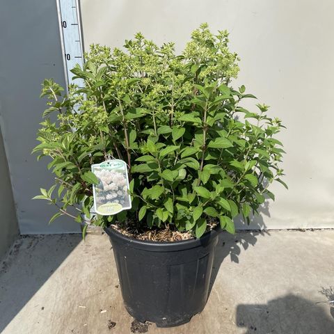 Hydrangea paniculata BOBO