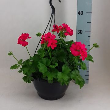 Pelargonium MARCADA MAGENTA