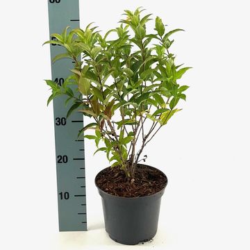 Diervilla sessilifolia 'Butterfly'