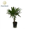 Trachycarpus fortunei