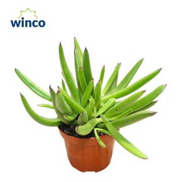 Cotyledon orbiculata 'Verde'