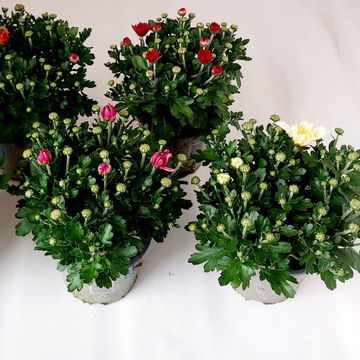 Chrysanthemum GARDEN MUMS MIX