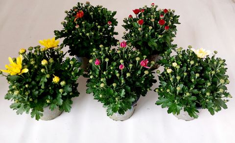 Chrysanthemum GARDEN MUMS MIX