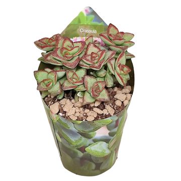 Crassula brevifolia