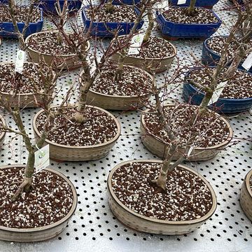 Acer palmatum 'Deshôjô'