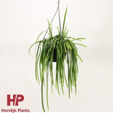 Lepismium bolivianum