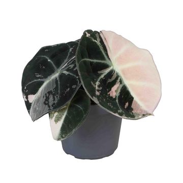 Alocasia 'Black Velvet Pink Variegata'