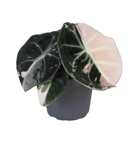 Alocasia 'Black Velvet Pink Variegata'