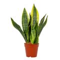 Sansevieria trifasciata 'Futura Superba'