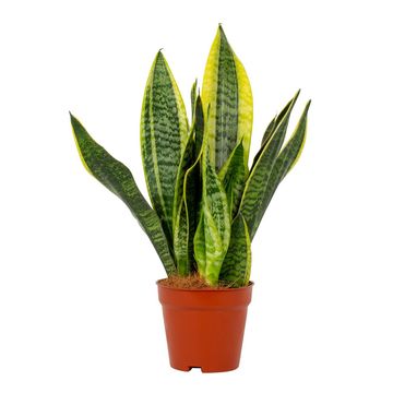 Sansevieria trifasciata 'Futura Superba'