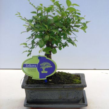 Zelkova serrata