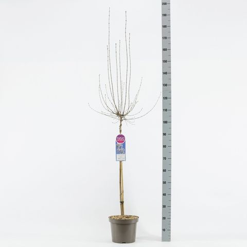 Syringa x persica 'Alba'