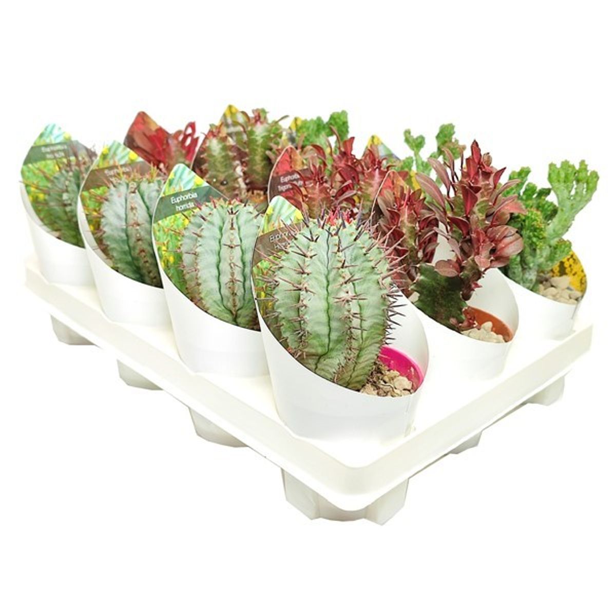 Euphorbia MIX — Plant Wholesale FlorAccess