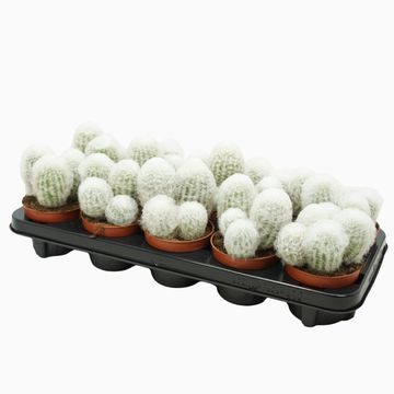 Espostoa melanostele