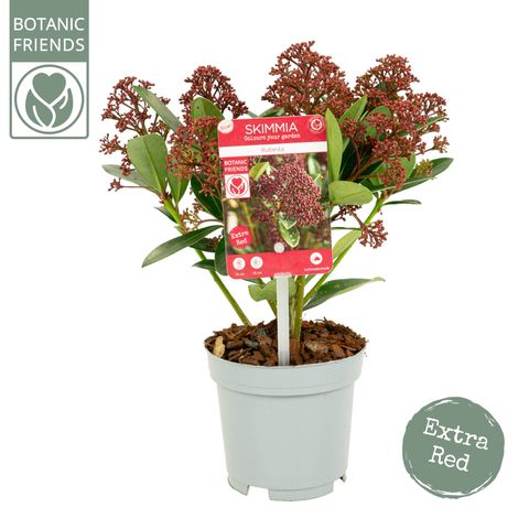 Skimmia japonica RUBESTA