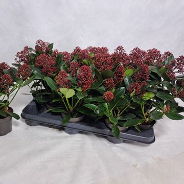 Skimmia japonica 'Rubella'