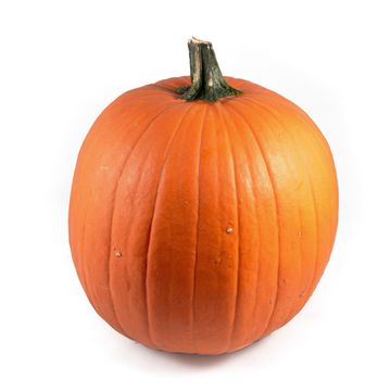 Cucurbita maxima 'Halloween'