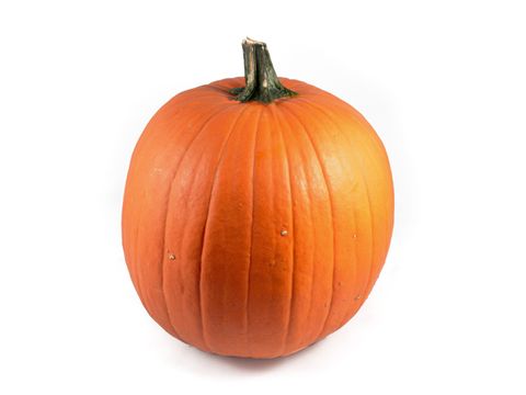 Cucurbita maxima 'Halloween'