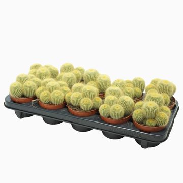 Parodia leninghausii