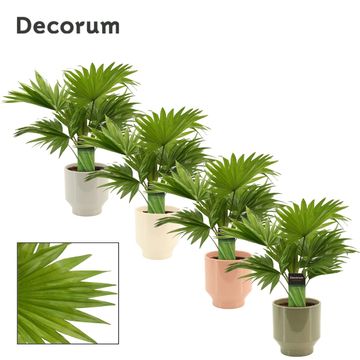 Livistona rotundifolia